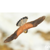 خانواده شاهینیان Falconidae